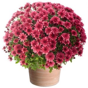 fleur de saison éternelle pensée