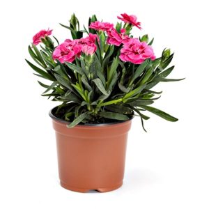fleur de saison sépulture alsace