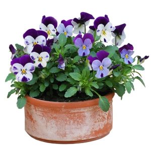 exemple de fleur de pensée pour le fleurissement de sépulture en alsace